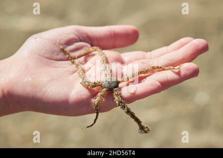 The  Brittle star is on the palm. Ophiuroids are echinoderms in the class Ophiuroidea closely related to starfish, has five arms joined to a central b Stock Photo