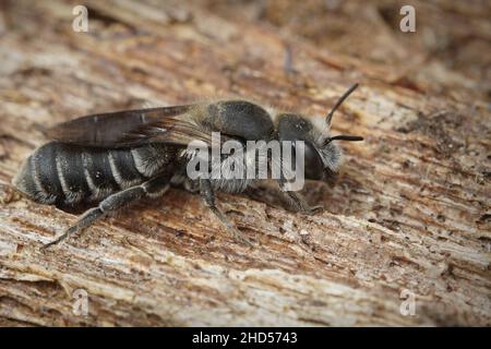 Lateral close up of the Viper's Bugloss Mason Bee , Hoplitis adunca on a wood Stock Photo