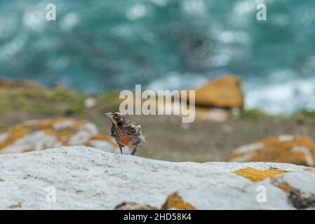 Long-tailed Meadowlark, Sturnella loyca falklandica, Saunders Island, Falkland Islands, Antarctica Stock Photo