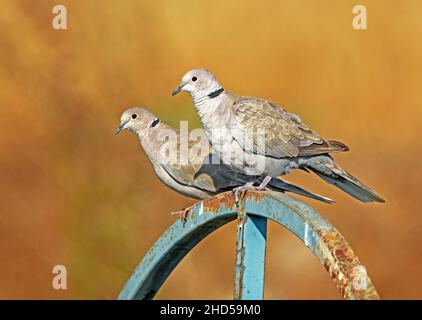 Eurasian collared dove (Streptopelia decaocto) couple Stock Photo