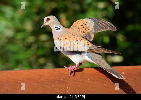 European turtle dove (Streptopelia turtur) Stock Photo