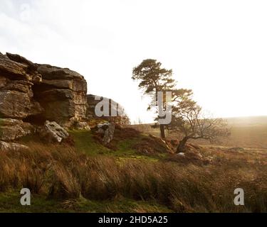 Tree by a rocky outcrop at Shaftoe Crags in Northumberland, England. The crags are on a footpath near Bolam Lake. Stock Photo