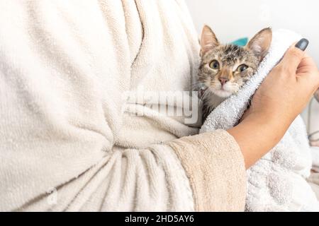 Unrecognizable woman in bathrobe drying with a dressing gown a freshly bathed wet gray cat Stock Photo