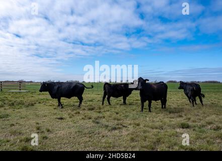 Black Angus cattles roaming in a ranch. Matagorda, Texas, USA. Stock Photo