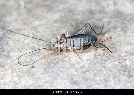 House cricket on a ceramic tile floor. Stock Photo