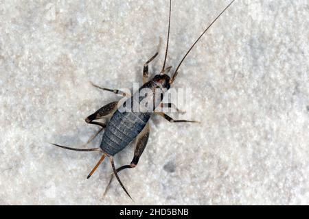 House cricket on a ceramic tile floor. Stock Photo