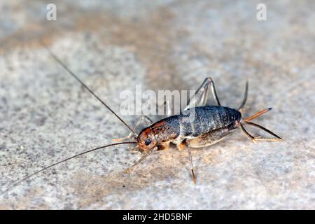 House cricket on a ceramic tile floor. Stock Photo