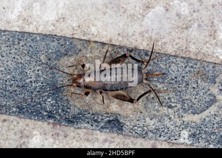 House cricket on a ceramic tile floor. Stock Photo