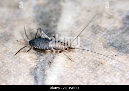 House cricket on a ceramic tile floor. Stock Photo
