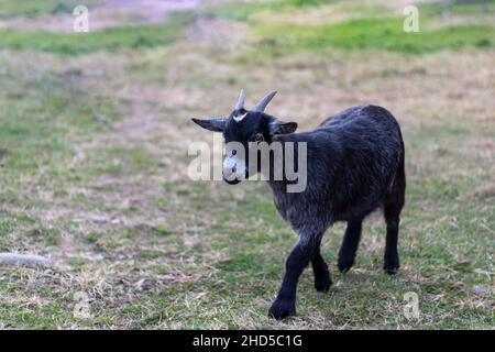 Black Nigerian Dwarf goat closeup standing in grassy field Stock Photo