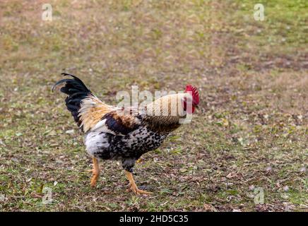 Black, white and tan rooster side closeup in grassy field Stock Photo