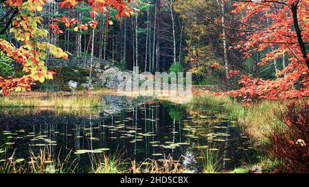 A small lily pond during the fall foliage season Stock Photo