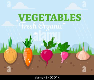 Eco-friendly vegetables in the garden. Healthy food and farm products concept. Vector illustration. Stock Vector