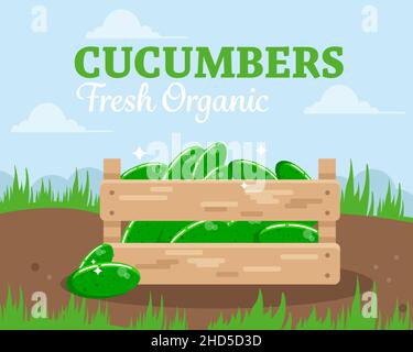 Fresh cucumbers in a wooden box. Eco-friendly farm product. Vector illustration. Stock Vector