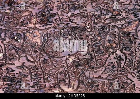 European spruce bark beetle, Ips typographus, digestive tracts on spruce Stock Photo