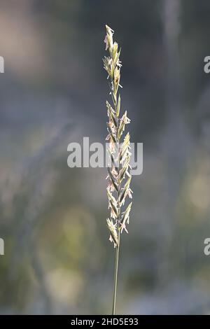 Lolium perenne, commonly known as perennial ryegrass, English ryegrass, winter ryegrass or ray grass, an important pasture and forage plant Stock Photo