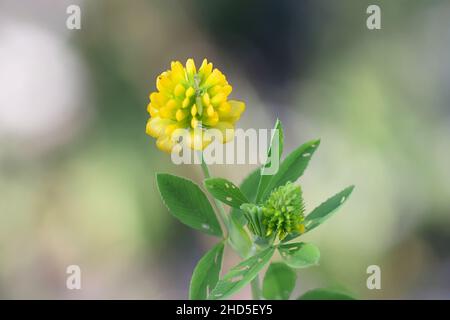 Trifolium aureum, commonly known as Large Hop Trefoil, Golden clover or Large hop clover, wild flower from Finland Stock Photo