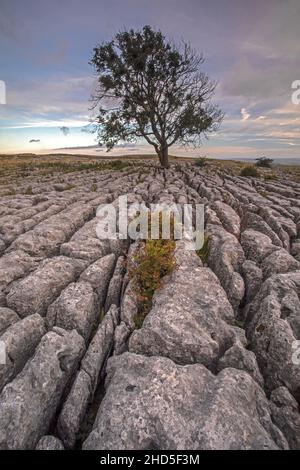 A tree growing out of limestone pavement. Stock Photo