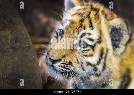 Amur tiger cub (close-up) Stock Photo