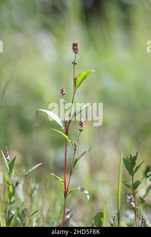 Persicaria lapathifolia, also called Polygonum lapathifolium, commonly known as pale persicaria, pale smartweed, curlytop knotweed or willow weed, wil Stock Photo