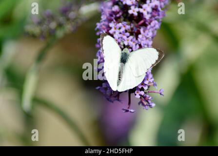A male Large White butterfly (Pieris brassicae) on a buddleia bush in Perthshire, Scorland. Stock Photo