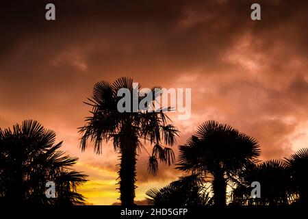Cordyline australis Cornish Palms silhouetted by an intense sunset in Cornwall. Stock Photo