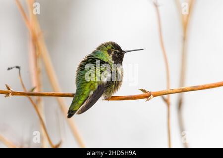 An Anna's Hummingbird perched on a thin branch.  In the cold winter weather of its winter home in suburban Seattle Stock Photo