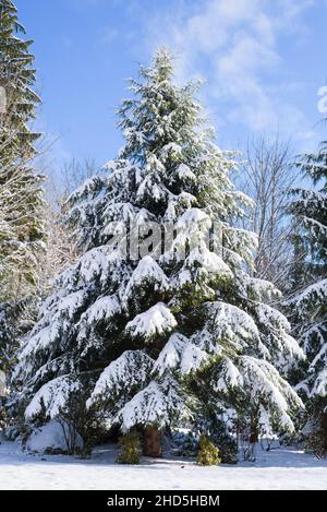 A fir tree stands majestic under a blue sky with snow hanging from the branches on a cold winter day Stock Photo