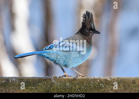 A blue steller's jay stands on a man made fence in winter sunshine.  The bird is close up and in profile showing feather details Stock Photo
