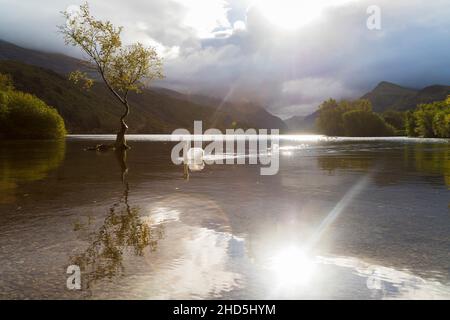 Swans approach the Lonely tree. Stock Photo