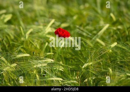 Single Red Poppy in Field of Green Barley. Stock Photo