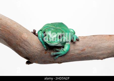 Australian Green Tree Frog on white background Stock Photo
