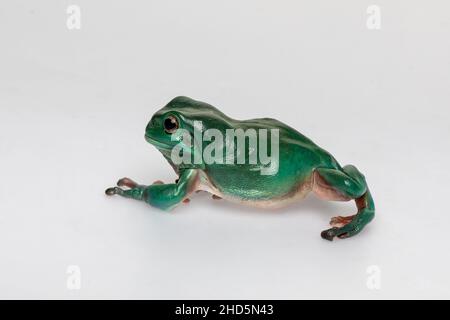 Australian Green Tree Frog on white background Stock Photo