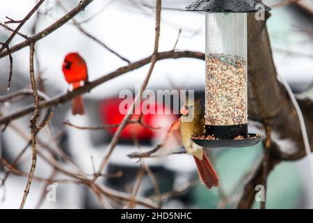 Cardinal female bird sitting outside on bird feeder with male cardinal in distance Stock Photo