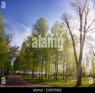 Walkway of cobblestones through a birch park in spring on a sunny day. Natural beautiful landscape Stock Photo
