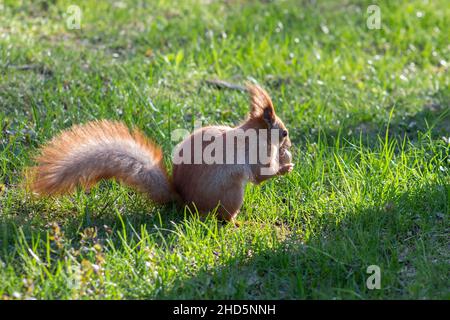 Red squirrel in the garden on the grass eats a nut and basks in the sun. Spring photograph. Stock Photo