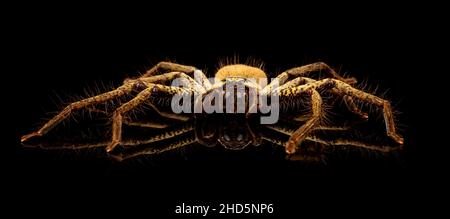 golden huntsman spider
