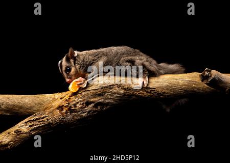 Sugar Glider, Australian Stock Photo