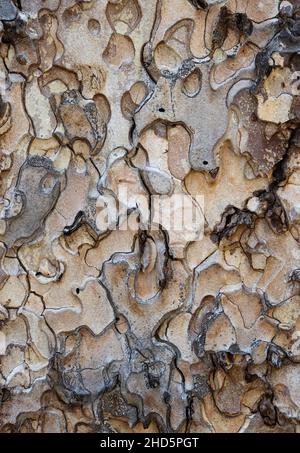 Puzzle shapes in Ponderosa Pine bark close up Stock Photo