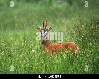 lone wet buck Roe Deer (Capreolus capreolus) with mature 3 point antlers staring at camera in long rushy grass in rain shower - Perthshire,Scotland,UK Stock Photo
