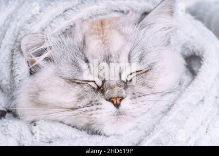 Cute grey persian cat sleeping or napping in cozy soft blanket. Cat warming under a plaid. Greeting card concept Stock Photo
