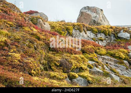 Diverse arctic plants on a south facing slope in late summer, Danmark O, Scoresby Sund, East Greenland Stock Photo