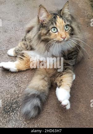 A female calico color tabby cat with green eyes laying on the floor Stock Photo