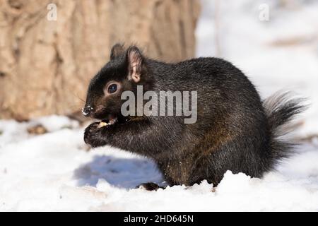 Black Squirrel in Winter Stock Photo