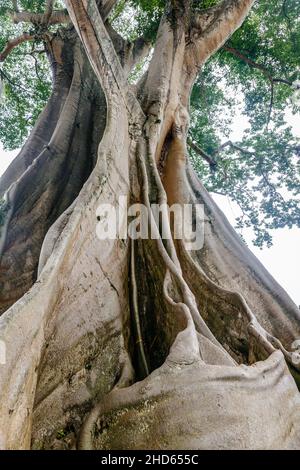 Giant ancient Cotton tree or Kapok (Ceiba pentandra) in Magra village, Tabanan, Bali, Indonesia. Stock Photo