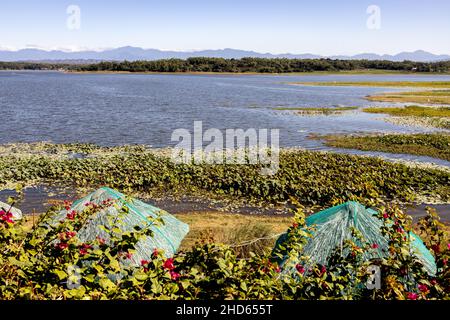 Beautiful landscape at Paoay Lake, Ilocos Norte, Philippines Stock Photo