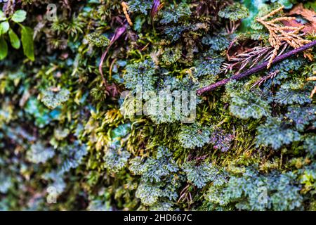 wet moss Stock Photo