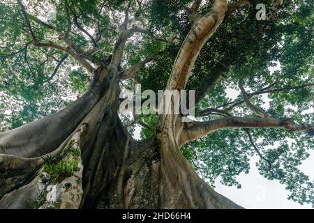 Giant ancient Cotton tree or Kapok (Ceiba pentandra) in Magra village, Tabanan, Bali, Indonesia. Stock Photo