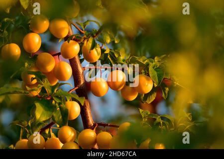 Yellow mirabelle plums growing wild on Vancouver Island British Columbia Canada Stock Photo
