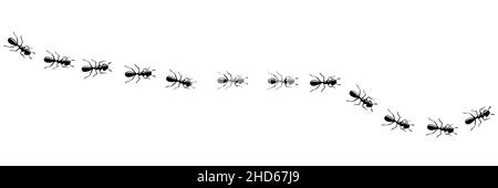 Ants marching in trail searching food. Ant path isolated in white background. Vector illustration Stock Vector